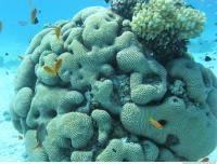 Brain coral Diploria cerebriformis 6